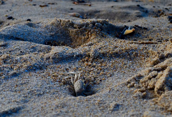 Kleine Loecher und Spuren in feuchtem Sand als Beobachtungsdetail