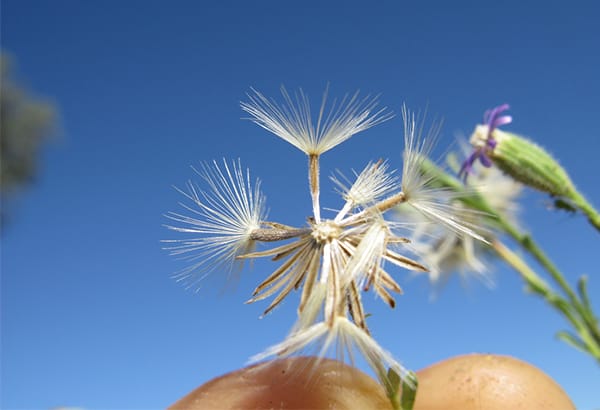 Nahaufnahme von feinen Samenstaenden vor blauem Himmel