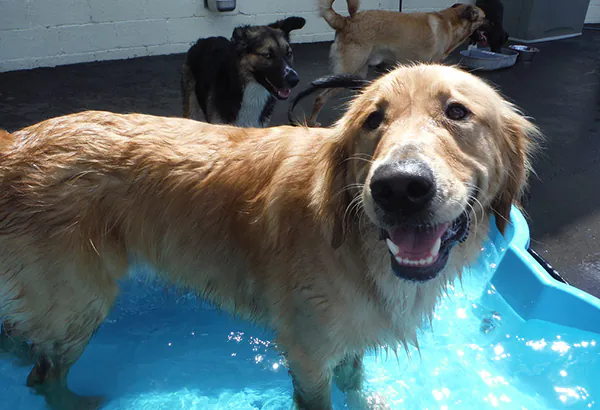 Hund steht in einem flachen Wasserbecken als alltagsnahes Motiv fuer Wasser und Pflege